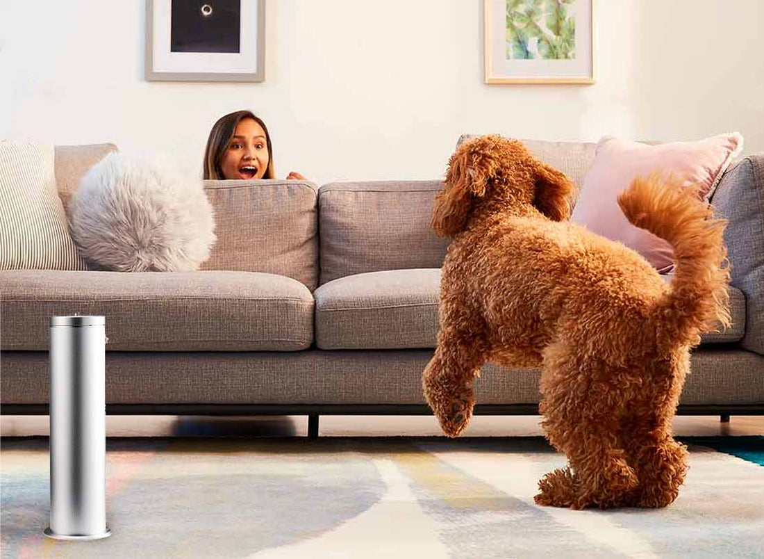 Eliminare gli odori degli animali domestici in casa